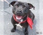 Small Photo #30 Labrador Retriever Puppy For Sale in Washington, DC, USA