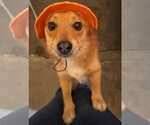 Small #2 Mutt