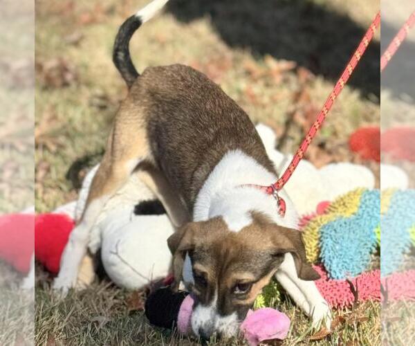 Medium Photo #3 Australian Shepherd-Unknown Mix Puppy For Sale in Yardley, PA, USA