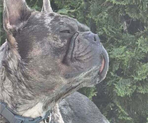 Medium Photo #1 French Bulldog Puppy For Sale in BROKEN ARROW, OK, USA