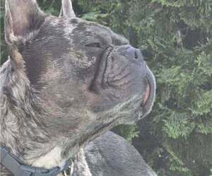 Father of the French Bulldog puppies born on 07/10/2025