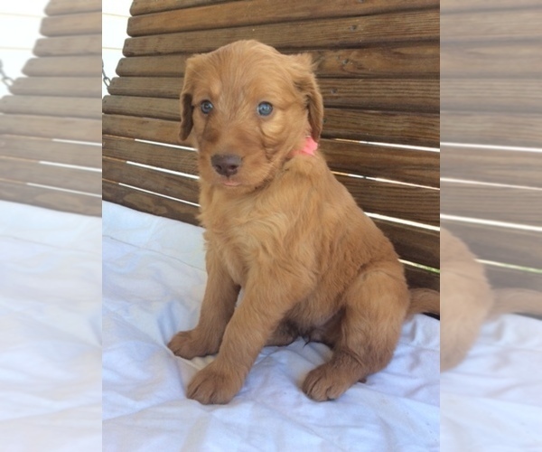Medium Photo #11 Goldendoodle Puppy For Sale in DAYTON, VA, USA