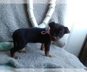Chihuahua Puppy for sale in MOUNT VERNON, OH, USA