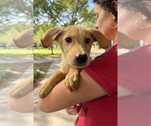 Mutt Dogs for adoption in Elmsford, NY, USA