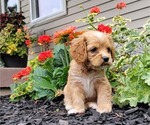 Small Photo #21 Cocker Spaniel Puppy For Sale in WITHEE, WI, USA