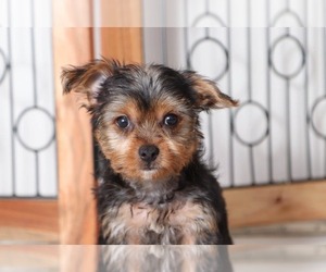 Yorkshire Terrier Puppy for sale in NAPLES, FL, USA