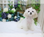 Small Photo #9 Maltese Puppy For Sale in HILO, HI, USA