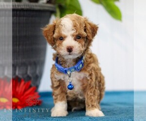 Poodle (Toy) Puppy for sale in EAST EARL, PA, USA