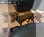Small Chocolate Labrador retriever-German Shorthaired Pointer Mix