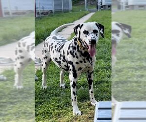 Dalmatian Dogs for adoption in Catasauqua, PA, USA