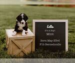 Small Photo #3 Bernedoodle Puppy For Sale in NORTH PLATTE, NE, USA