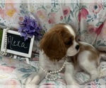Small #4 Cavalier King Charles Spaniel