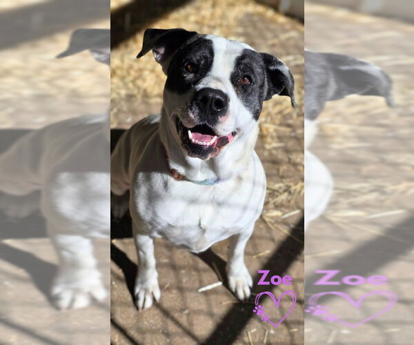 Medium Photo #1 American Pit Bull Terrier-Unknown Mix Puppy For Sale in Monte Vista, CO, USA