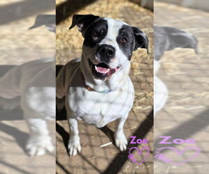 American Pit Bull Terrier-Unknown Mix Dogs for adoption in Monte Vista, CO, USA