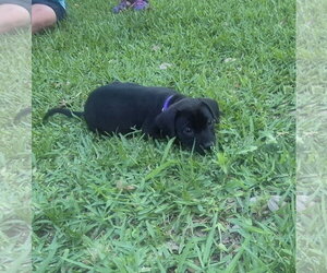 Labrador Retriever-Unknown Mix Dogs for adoption in The Woodlands, TX, USA