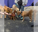 Small #16 Dachshund-Doberman Pinscher Mix