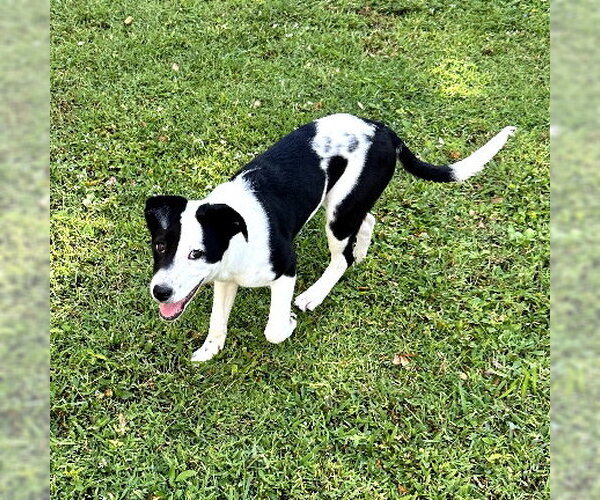 Medium Photo #2 Australian Shepherd-Unknown Mix Puppy For Sale in Royal Palm Beach, FL, USA