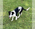 Small #1 Australian Shepherd Mix