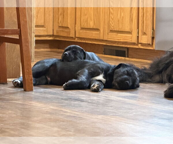 Medium Photo #5 German Shepherd Dog-Weimaraner Mix Puppy For Sale in Princeton, MN, USA