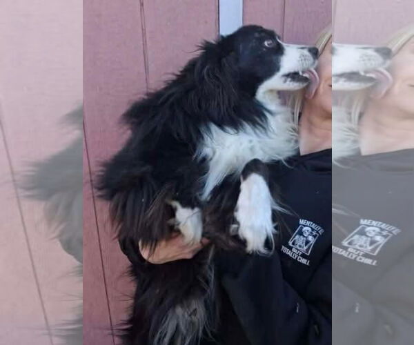 Medium Photo #1 Australian Shepherd-Unknown Mix Puppy For Sale in Grafton, WI, USA