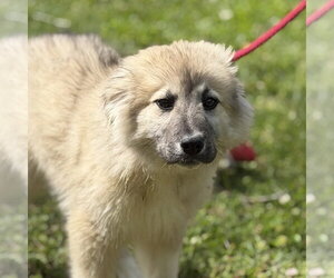 German Shepherd Dog-Great Pyrenees Mix Dogs for adoption in Yardley, PA, USA