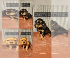Cavalier King Charles Spaniel Puppy for sale in WAUKON, IA, USA