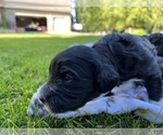 Small Photo #12 Portuguese Water Dog Puppy For Sale in RIGBY, ID, USA