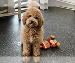 Small Photo #27 Maltipoo Puppy For Sale in WARSAW, IN, USA
