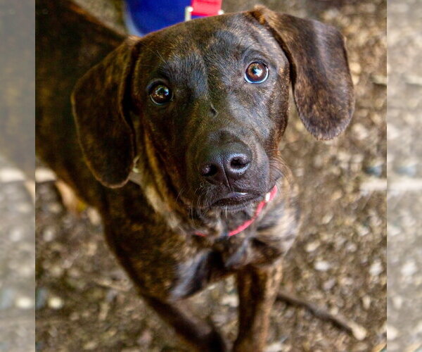 Medium Photo #3 Mutt Puppy For Sale in Canton, CT, USA