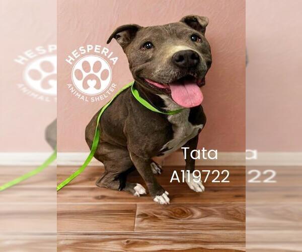 Medium Photo #2 American Pit Bull Terrier Puppy For Sale in HESPERIA, CA, USA