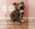 Small #1 American Pit Bull Terrier