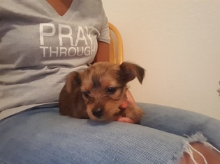 Chorkie Puppy for sale in SANFORD, FL, USA