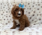 Bailey - Female Cavapoo (Miniature) Puppy for Sale - Photo #7