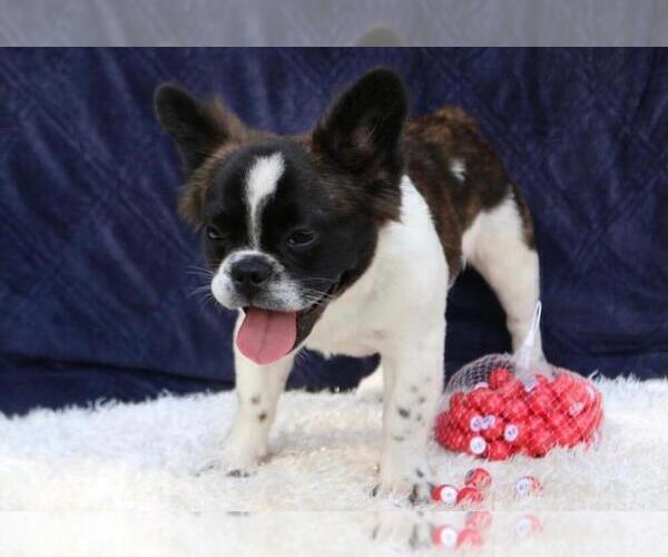 Medium Photo #2 French Bulldog Puppy For Sale in ALPINE, UT, USA