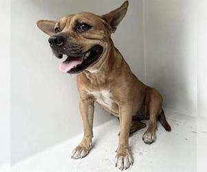 Chihuahua-Unknown Mix Dogs for adoption in Houston, TX, USA