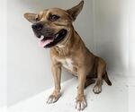 A663120 - Female Chihuahua-Unknown Mix Dog for Adoption - Small photo