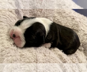 Boston Terrier Puppy for sale in WASHBURN, MO, USA