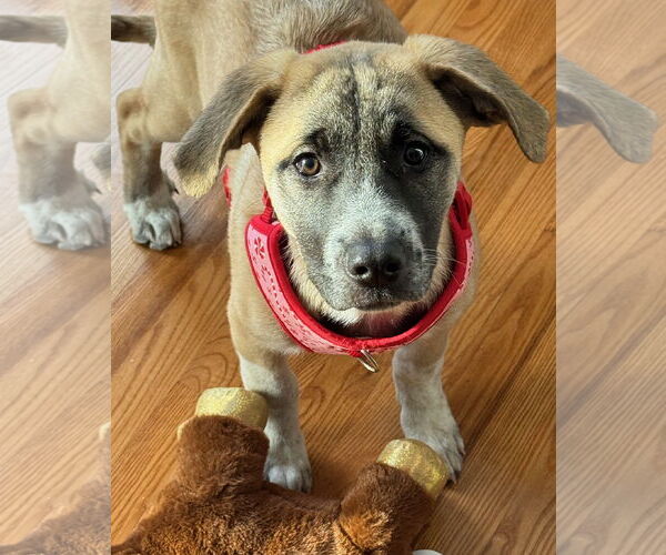 Medium Photo #1 Aussie Pyrenees Puppy For Sale in Wheaton, IL, USA