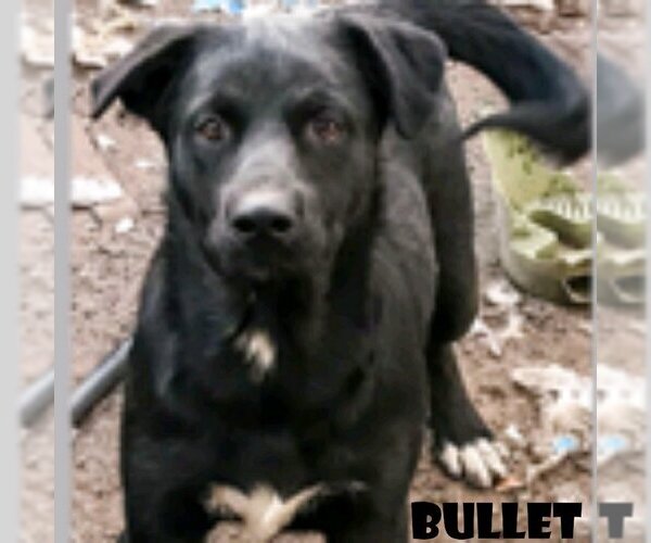 Medium Photo #2 Labrador Retriever-Unknown Mix Puppy For Sale in Vail, AZ, USA
