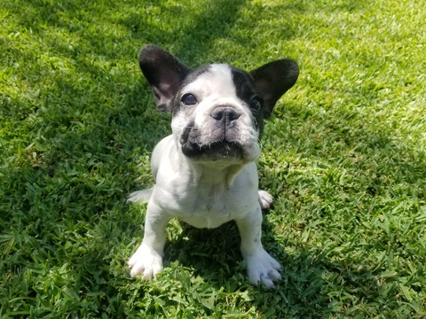 Medium Photo #1 French Bulldog Puppy For Sale in COLTON, CA, USA