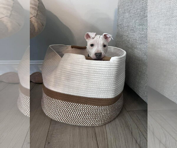 Medium Photo #11 Mutt Puppy For Sale in Spotsylvania, VA, USA