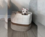 Small #10 Mutt
