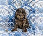Small Photo #6 Cock-A-Poo Puppy For Sale in LINCOLN UNIV, PA, USA