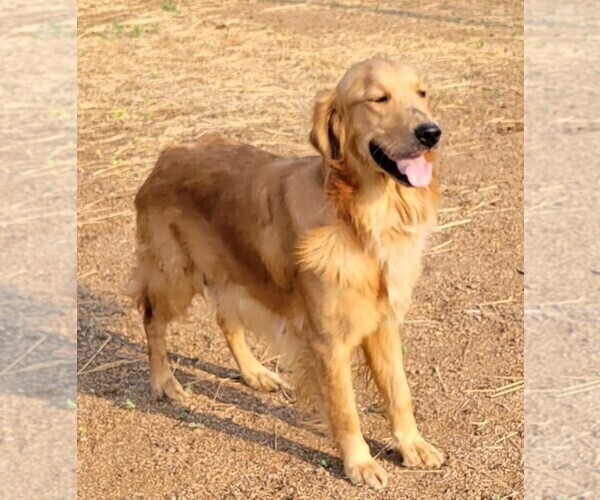 Full screen Photo #1 Golden Retriever Puppy For Sale in HAGERMAN, ID, USA