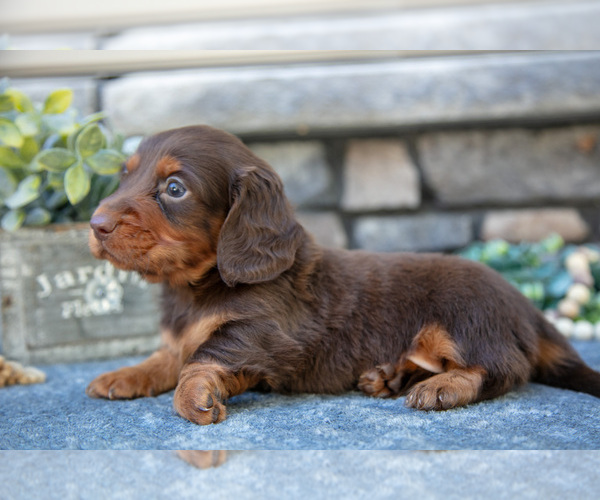Medium Photo #3 Dachshund Puppy For Sale in SUGARCREEK, OH, USA