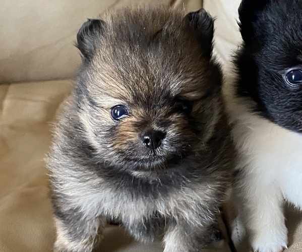 Medium Photo #1 Pomeranian Puppy For Sale in CASTLE HAYNE, NC, USA