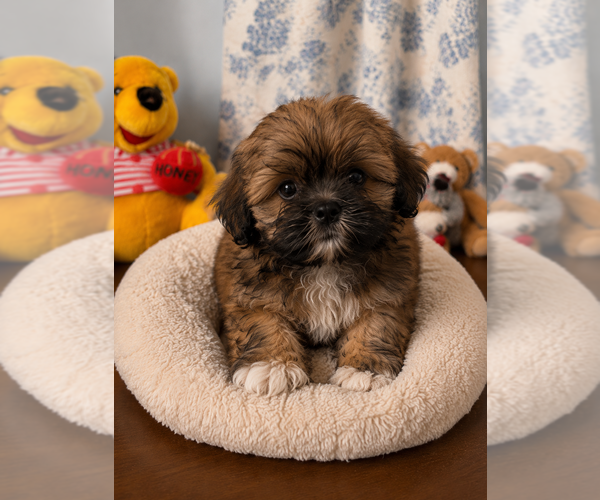 Medium Photo #8 Lhasa Apso Puppy For Sale in DURHAM, CT, USA