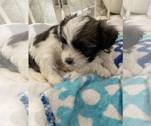 Biewer Yorkie-Yorkie-Apso Mix Puppy for sale in NEWPORT, PA, USA