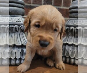 Golden Retriever Puppy for sale in COLLEGE STATION, TX, USA