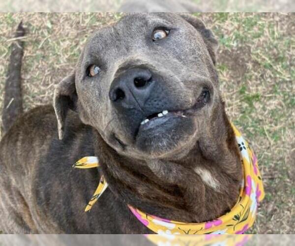 Medium Photo #2 Mutt Puppy For Sale in Tulsa, OK, USA